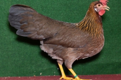 HSS2019, 0.1, rebhuhnhalsig, hv96EB, Höge, Jürgen, Moorrege, copyr. Christ