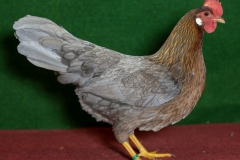 HSS2019, 0.1, blau-rebhuhnhalsig, hv95SE, Vogler, Manuela, Eichenzell, copyr. Christ