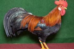 HSS2019, 1.0, goldfarbig, sg93, ZG-Saure, Maik, Max-Till, Usseln, copyr. Christ