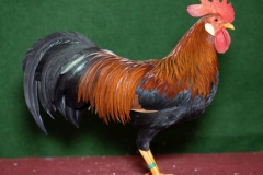 HSS2019, 1.0, goldfarbig, sg95E, ZG-Saure, Maik, Max-Till, Usseln, copyr. Christ