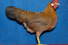 HSS2019, 0.1, goldfarbig, hv96SE, ZG-Saure, Maik, Max-Till, Usseln, copyr. Christ