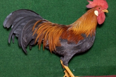 HSS2019, 1.0, blau-goldfarbig, hv96SE, ZG-Saure, Maik, Max-Till, Usseln, copyr. Christ