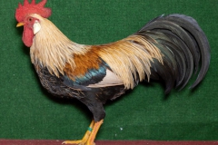 HSS2019, 1.0, orangefarbig, sg94SE, Wendler, Rene, Wittgendorf, copyr. Christ