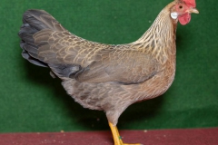 HSS2019, 0.1, orangefarbig, sg94Z, Esse, Wilhelm, Nienstädt, copyr. Christ