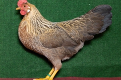 HSS2019, 0.1, orangefarbig, hv96EB, Tönges, Thomas, Frankenau, copyr. Christ