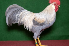 HSS2019, 1.0, perlgrau-orangefarbig, hv96E, Christ, Jörg, Heuchelheim, copyr. Christ