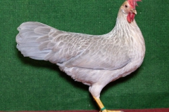 HSS2019, 0.1, perlgrau-orangefarbig, V97EB, Christ, Jörg, Heuchelheim, copyr. Christ