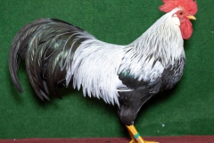 HSS2019, 1.0, silberfarbig, V97EB, Lißfeld, Reinhard, Hüttenberg, copyr. Christ