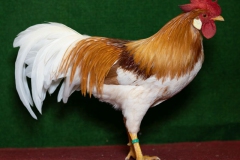 HSS2019, 1.0, rotgesattelt, V97EB, Ißleib, Lars, BadLangensalza, copyr. Christ