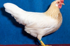 HSS2019, 0.1, rotgesattelt, v97EB, Steiert, Wolfgang, Elzach-Prechtal, copyr. Christ