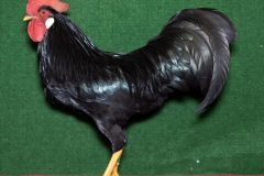 HSS2019, 1.0, schwarz, V97EB, Böhnke, Manfred, Bremervörde, copyr. Christ