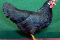 HSS2019, 0.1, schwarz, V97EB, Hösing, Nils, Verden, copyr. Christ