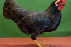 HSS2019, 0.1, schwarz, sg95Z, Klein, Andre, Bernstadt, copyr. Christ