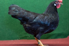 HSS2019, 0.1, schwarz, V97EB, Cramer, Herbert, Netphen, copyr. Christ