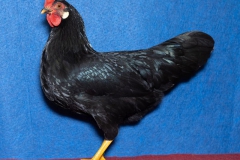 HSS2019, 0.1, schwarz, V97SVE, Klein, Andre, Bernstadt, copyr. Christ