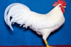 HSS2019, 1.0, weiss, sg95SVE, ZG-Saure, Maik, Max-Till, Usseln, copyr. Christ