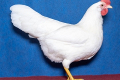 HSS2019, 0.1, weiss, sg95E, ZG-Saure, Maik, Max-Till, Usseln, copyr. Christ