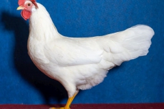 HSS2019, 0.1, weiss, v97EB, Oostinga, Johann, Emden, copyr. Christ