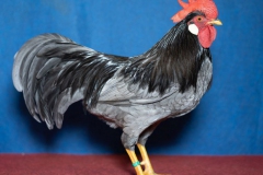 HSS2019, 1.0, blau, hv96SVE, Klein, Andre, Bernstadt, copyr. Christ