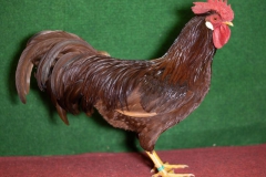 HSS2019, 1.0, rot, sg94Z, Kleiner, Roland, Olbernhau, copyr. Christ