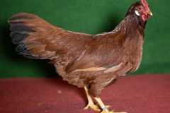 HSS2019, 0.1, rot, g92, Kleiner, Roland, Olbernhau, copyr. Christ