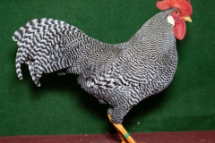 HSS2019, 1.0, gestreift, sg93, ZG-Saure, Maik, Max-Till, Usseln, copyr. Christ