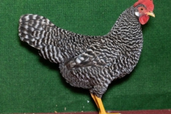 HSS2019, 0.1, gestreift, sg93, ZG-Saure, Maik, Max-Till, Usseln, copyr. Christ