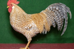 HSS2019, 1.0, gelbsperber, V97EB, Thiel, Heinz, Leutersdorf, copyr. Christ