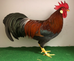 HSS2021, 012, 1.0, Rebhuhnhalsig, sg95E, Klein, Andre, copyr. Saure, M.-T