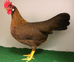 HSS2021, 031, 0.1, Rebhuhnhalsig, hv96E EC, Klein, Andre, copyr. Saure, M.-T