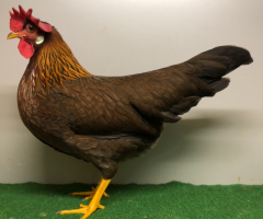 HSS2021, 033, 0.1, Rebhuhnhalsig, sg95E, Hoege, Juergen, copyr. Saure,M.-T