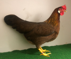 HSS2021, 035, 0.1, Rebhuhnhalsig, hv96E, Oostinga, Hannah, copyr. Saure,M.-T