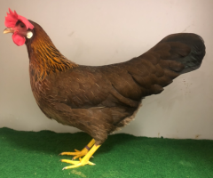 HSS2021, 043, 0.1, Rebhuhnhalsig, v97SVB EC, Oostinga, Hannah, copyr. Saure,M.-T