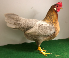 HSS2021, 057, 0.1, Blau-rebhuhnhalsig, v97SVB EC, Vogler, Manuela, copyr. Saure,M.-T