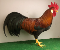 HSS2021, 084, 1.0, Goldfarbig, hv96SVE, ZGM Saure, copyr. Saure,M.-T