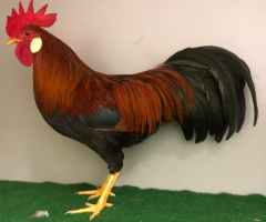 HSS2021, 085, 1.0, Goldfarbig, v97KVE, ZGM Saure, copyr. Saure,M.-T