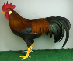 HSS2021, 086, 1.0, Goldfarbig, v97SVB EC, Klein, Volker, copyr. Saure,M.-T