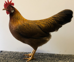 HSS2021, 095, 0.1, Goldfarbig, v97SVB  EC, ZGM Saure, copyr. Saure,M.-T