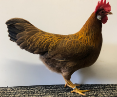 HSS2021, 124, 0.1, Goldfarbig, hv96SVE, ZGM Saure, copyr. Saure,M.-T