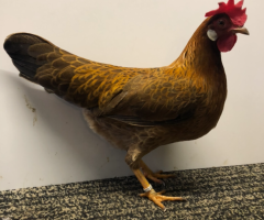 HSS2021, 130, 0.1, Goldfarbig, sg95SE, ZGM Saure, copyr. Saure,M.-T