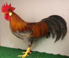 HSS2021, 134, 1.0, Blau-goldfarbig, sg95E, ZGM_Saure, copyr. Saure,M.-T