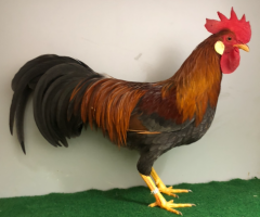 HSS2021, 138, 1.0, Blau-goldfarbig, v97EEM, ZGM Saure, copyr. Saure,M.-T