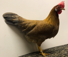 HSS2021, 144, 0.1, Blau-goldfarbig, hv96E, ZGM Saure, copyr. Saure,M.-T