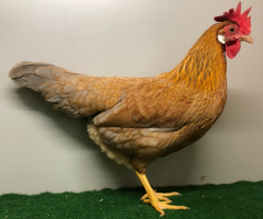 HSS2021, 149, 0.1, Blau-goldfarbig, hv96SVB EC, van der Linde, Arne, copyr. Saure, M.-T