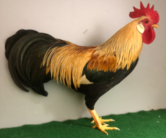 HSS2021, 169, 1.0, Orangefarbig, hv96SE, Peter, Manfred, copyr. Saure,M.-T