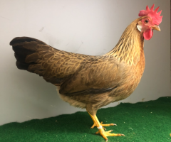 HSS2021, 179, 0.1, Orangefarbig, v97SVB EC, Esse, H.-Wilhelm, copyr. Saure,M.-T