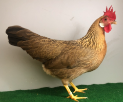 HSS2021, 190, 0.1, Orangefarbig, V97SVB, Kappe, Friedhelm, copyr. Saure,M.-T