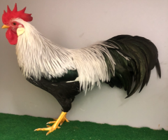 HSS2021, 219, 1.0, Silberfarbig, v97SVB EC, Lissfeld, Reinhard, copyr. Saure,M.-T