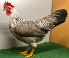 HSS2021, 235, 0.1, Silberfarbig, sg95E, Roehner, Gotthard, copyr. Saure,M.-T