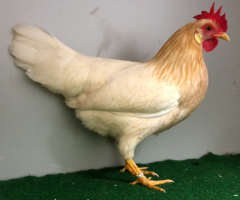 HSS2021, 274, 0.1, Rotgesattelt, v97SVB EC, Issleib, Lars, copyr. Saure,M.-T